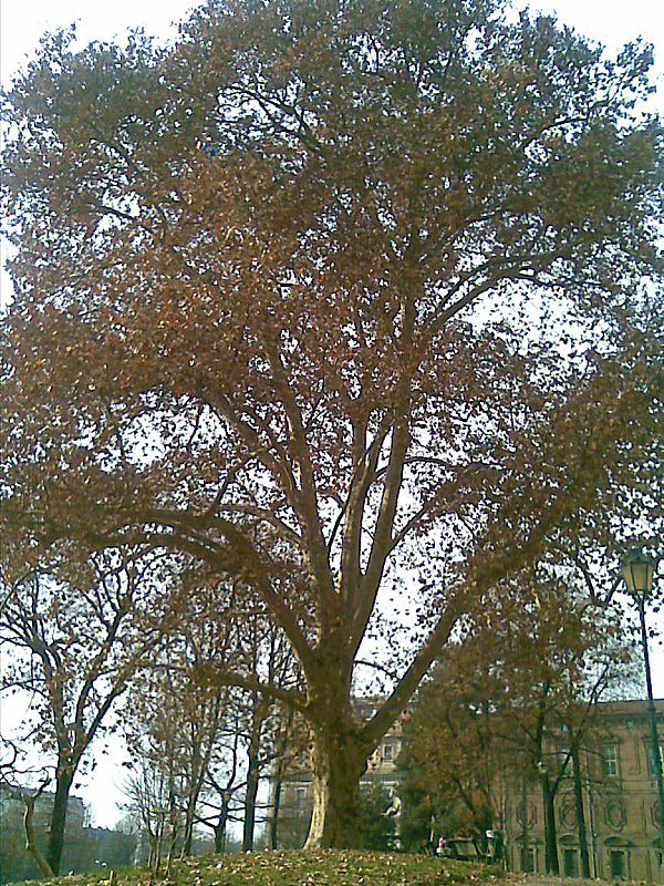 Alberi Monumentali Il Platano Di Piazza Cavour A Torino Florablog