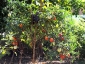 giuseppe-marino-albero-melanzane-e-pomodoro-1.jpg