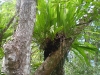 Un\'orchidea epifita