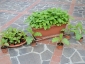 Solanum torvum in vaso - piante di 3 mesi