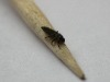 Proporzioni: larva su stuzzicadenti