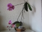 phalaenopsis-keiki-fiore-01