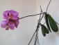 phalaenopsis-keiki-fiore-03