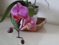 phalaenopsis-keiki-fiore-04