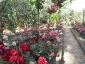 Florablog-Roseto-Botanico-Carla-Fineschi-18.jpg