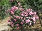 Florablog-Roseto-Botanico-Carla-Fineschi-30.jpg