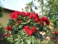 Florablog-Roseto-Botanico-Carla-Fineschi-67.jpg