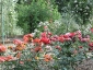 Florablog-Roseto-Botanico-Carla-Fineschi-77.jpg