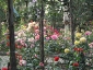 Florablog-Roseto-Botanico-Carla-Fineschi-79.jpg