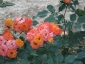 Florablog-Roseto-Botanico-Carla-Fineschi-82.jpg