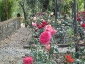 Florablog-Roseto-Botanico-Carla-Fineschi-84.jpg