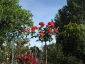 Florablog-Roseto-Botanico-Carla-Fineschi-91.jpg
