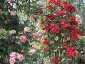 Florablog-Roseto-Botanico-Carla-Fineschi-93.jpg