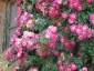 Florablog-Roseto-Botanico-Carla-Fineschi-95.jpg