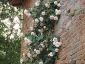 Florablog-Roseto-Botanico-Carla-Fineschi-96.jpg