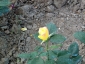 florablog-roseto-botanico-carla-fineschi-98.jpg