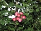 florablog-roseto-botanico-carla-fineschi-99.jpg