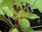 Solanum torvum maggio 2010 9