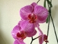 Un keiki di Phalaenopsis... in fiore!